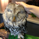 Image for article titled Who Thinks Japan's Owl Cafes Are a Hoot?